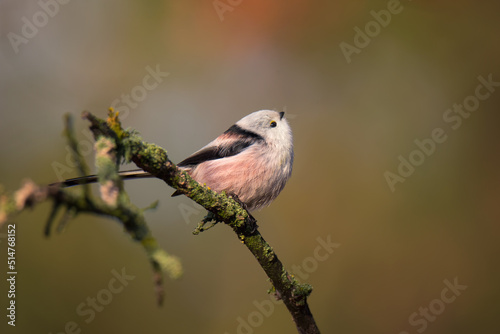 Single cute long-tailed tit bird sitting on the branch