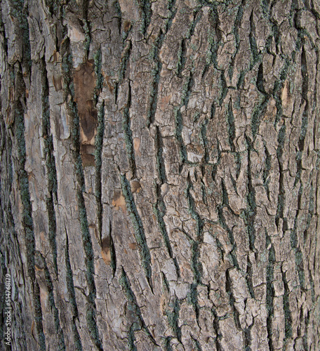 Bark of Pine Tree.