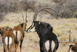 Sable Antelope bull, game farm, South Africa