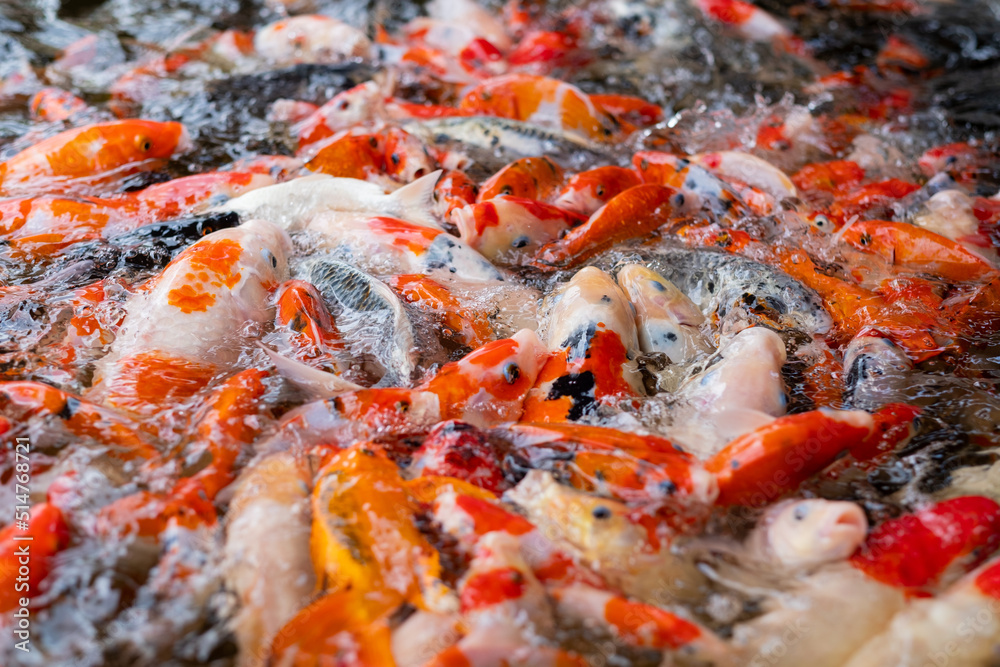 carp fish pond background, colorful background, Fancy carp carp fish pond background, colorful background, Fancy carp