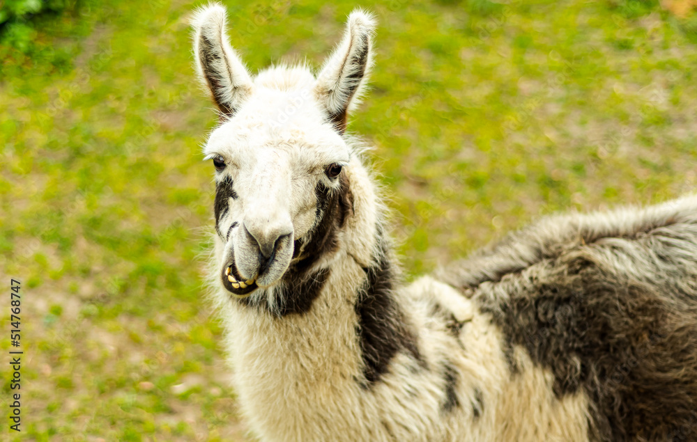 Lama portrait on green natural outdoor background. portrait of a llama.