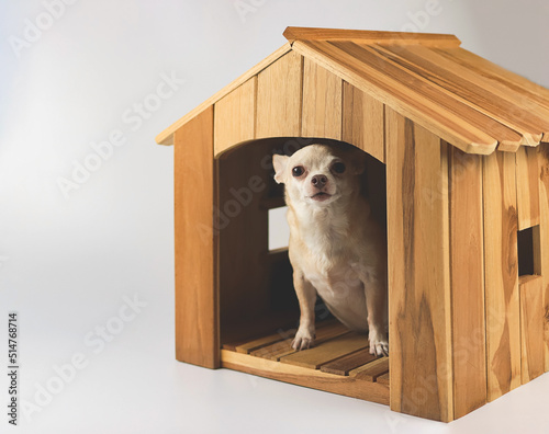 fat brown short hair chihuahua dog sitting  inside  wooden doghouse, looking at camera, isolated on blue background.