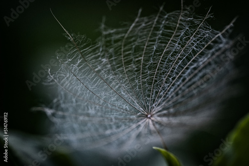 Löwenzahn: Flugschirmchen (Achänen) photo