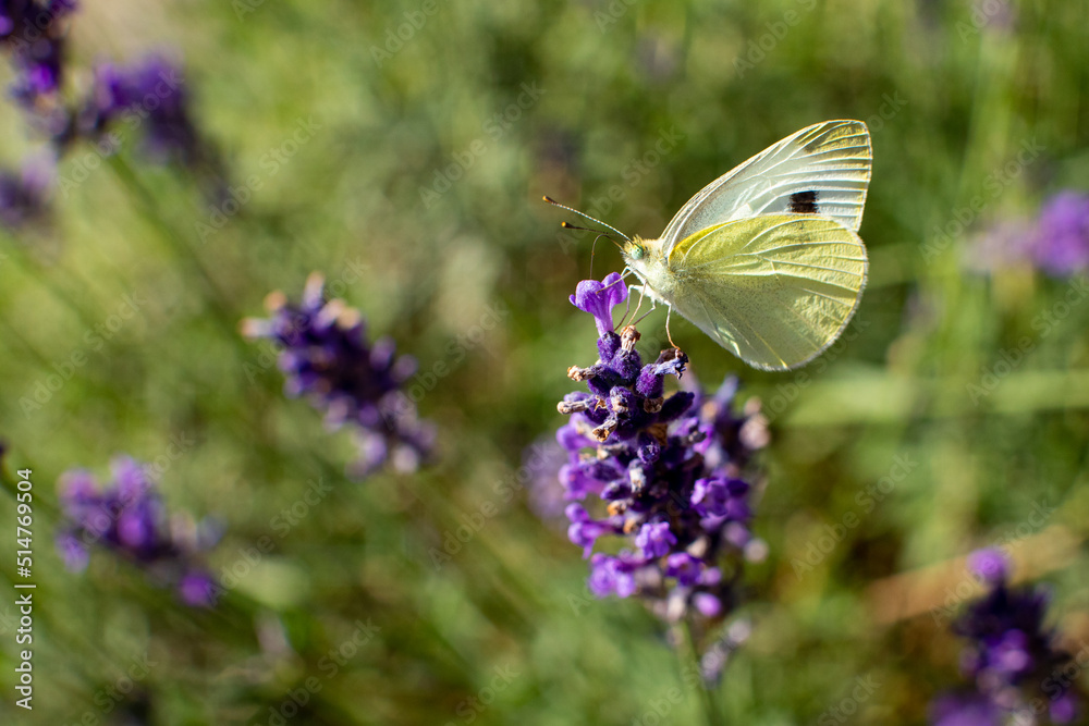 Grünaderweißling Rapsweißling auf Lavendel Grünaderweißling Rapsweißling auf Lavendel
