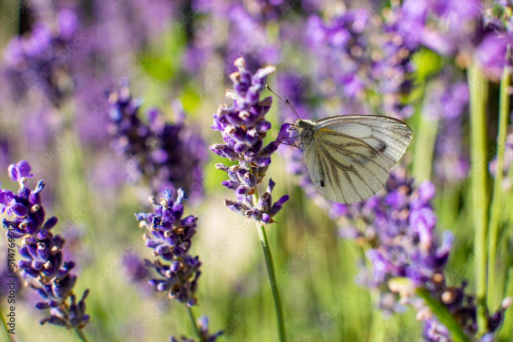 Grünaderweißling Rapsweißling auf Lavendel Grünaderweißling Rapsweißling auf Lavendel