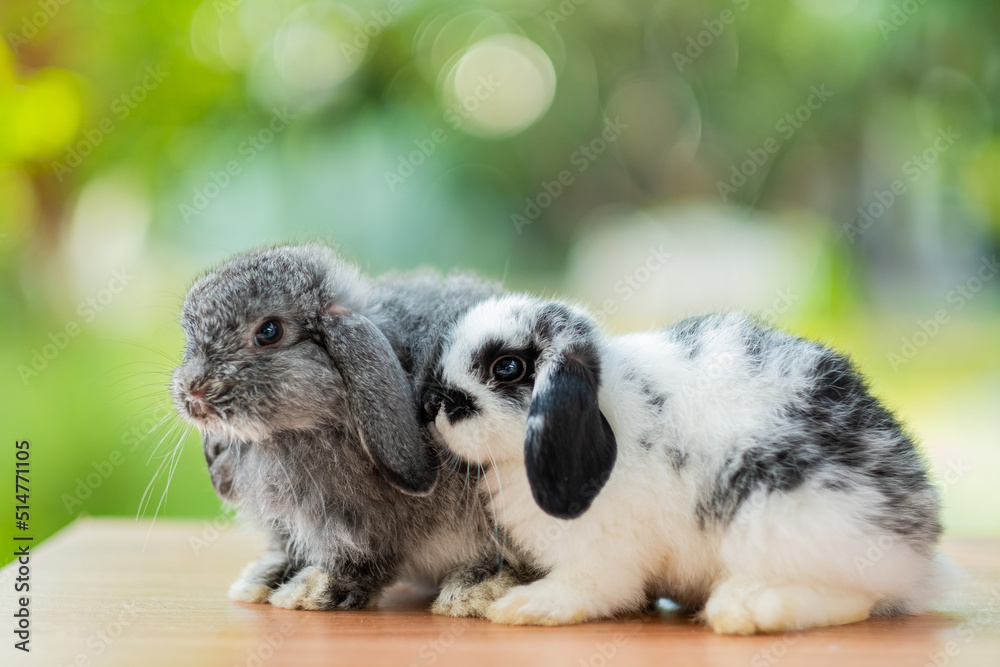 Obraz premium rabbit, bunny pet with blur background, animals