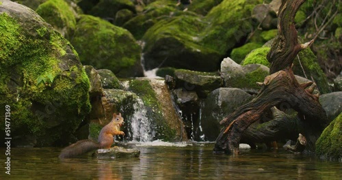 Red squirrel find a nut in the water below waterfall and jumping away