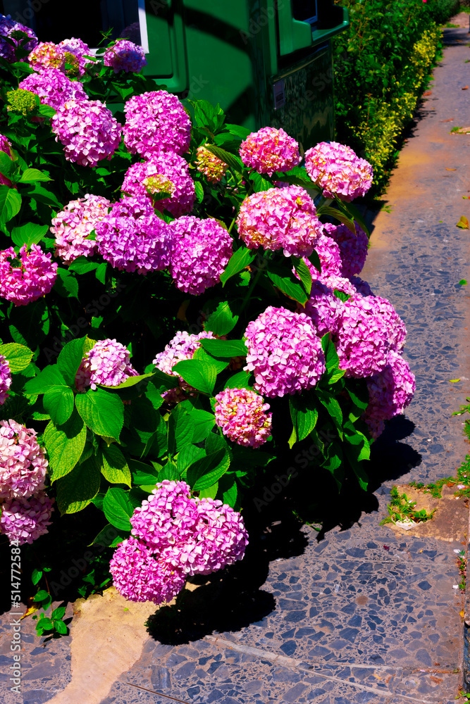 Pink hydrangea macrophylla, commonly referred to as bigleaf hydrangea, is one of the most popular landscape shrubs owing to its large mophead flowers.