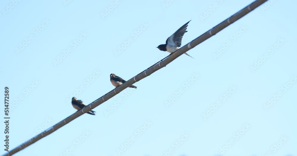 Swallow chicks above a tension wire Swallow chicks above a tension wire