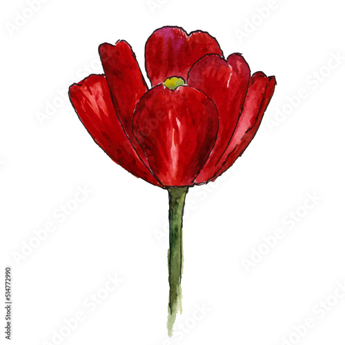 Tulip watercolor