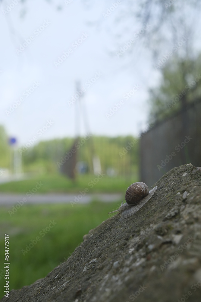 Obraz premium snail on the road