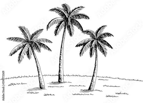 Palm grove plantation graphic black white landscape sketch illustration vector 