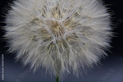 Big beautiful white fluffy dandelion isolated on black background.