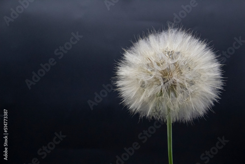 Big beautiful white fluffy dandelion isolated on black background.