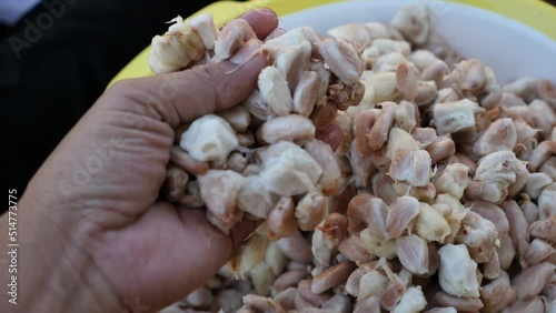 Close up farmer hand harvesting Cocoa 