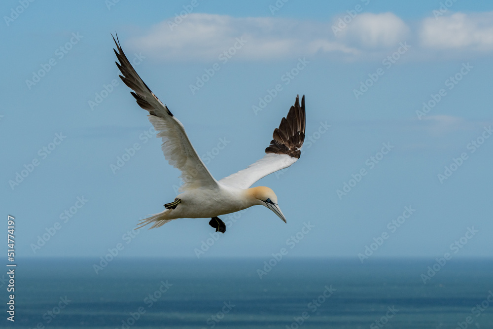 Fototapeta premium Adult Gannet flying