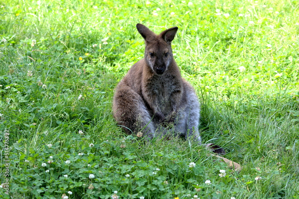 erst mal Pause machen - Bennett-Känguru erst mal Pause machen - Bennett-Känguru