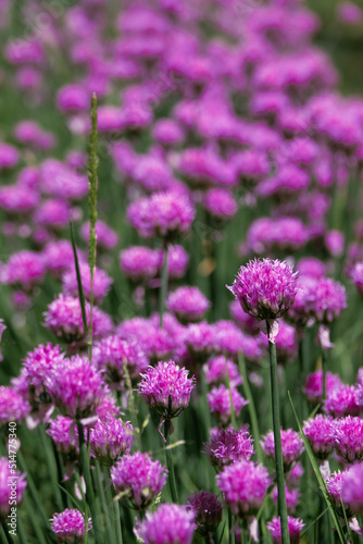 Violet wild onion Allium flowers in sun. Blooming wild spring plants. Gardening and floriculture. Close-up of violet onions flowers on summer field.