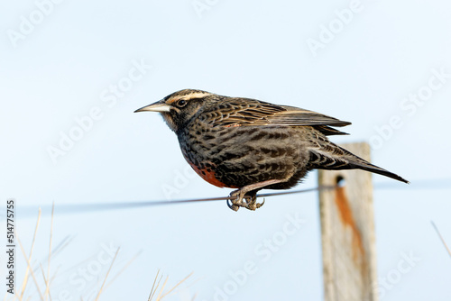 A long-tailed meadowlark perching on a wire in the countryside photo