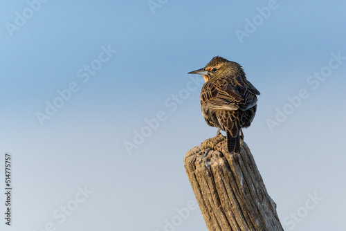 A Long-Tailed Meadowlark perching on a post with sunset light, Argentina photo