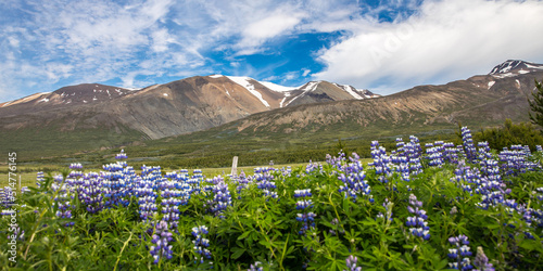 Beautiful islandic scenery, Icelandic panorama with mountains with small snow  caps, blue sky, and blue flowers in the front © vladimir
