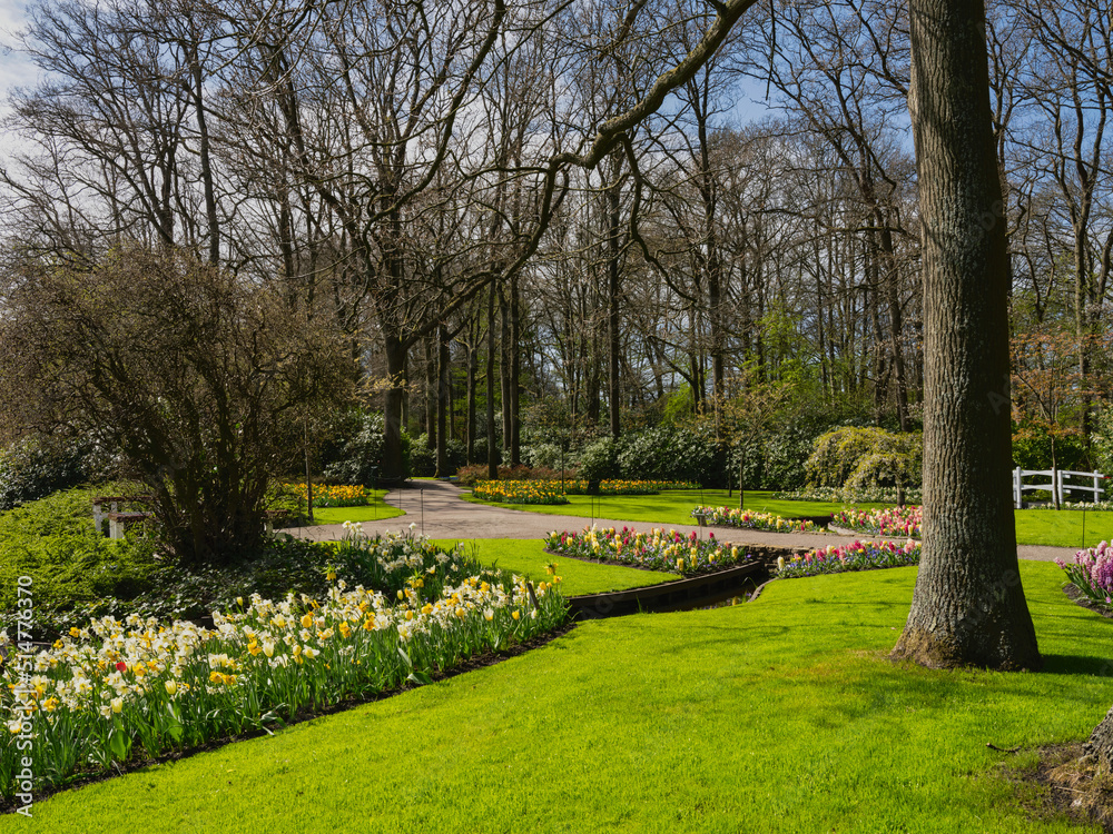 Colorful tulips in the lush Keukenhof gardens, Netherlands