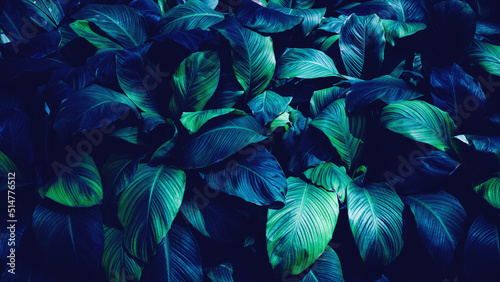 Fototapeta Naklejka Na Ścianę i Meble -  Full Frame of Green Leaves Pattern Background, Nature Lush Foliage Leaf Texture, tropical leaf