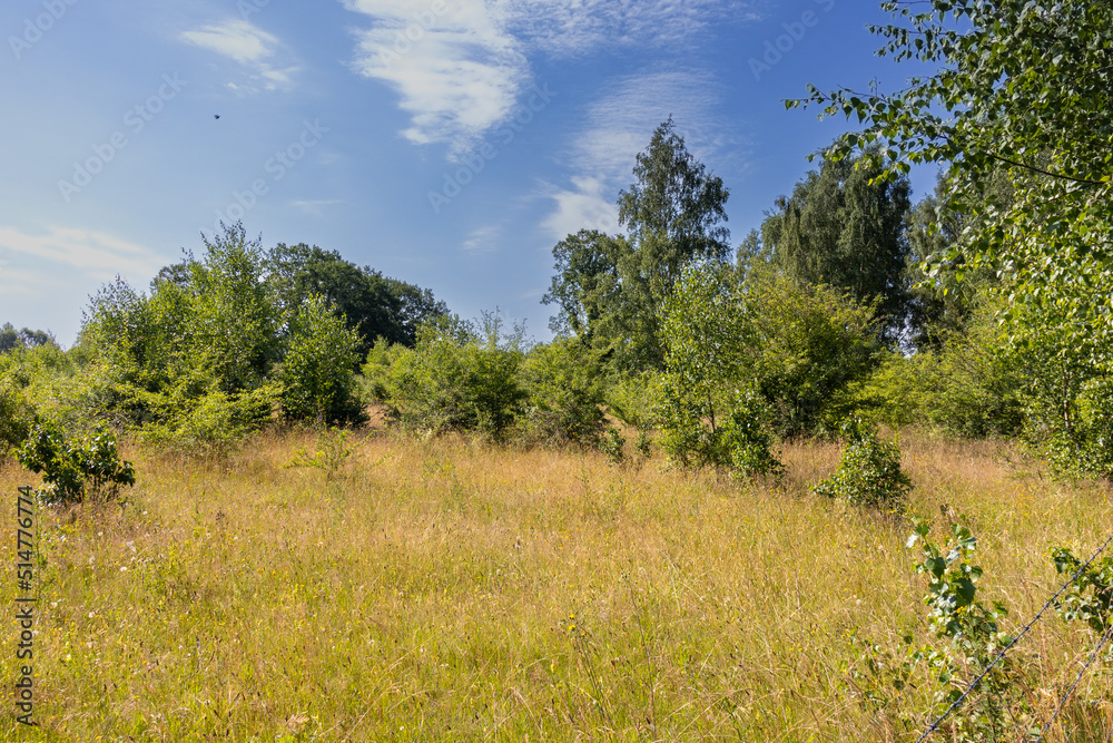 View across a meadow to the edge of the forest View across a meadow to the edge of the forest