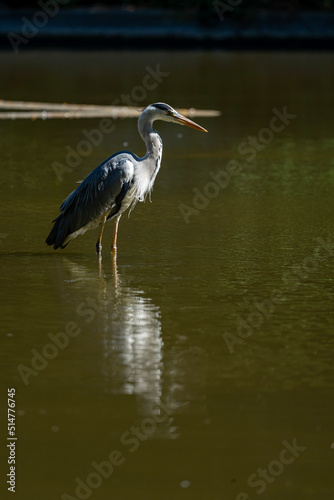 Paris, France - 07 02 2022: A gray heron fishing in the lake of Park des Buttes-Chaumont