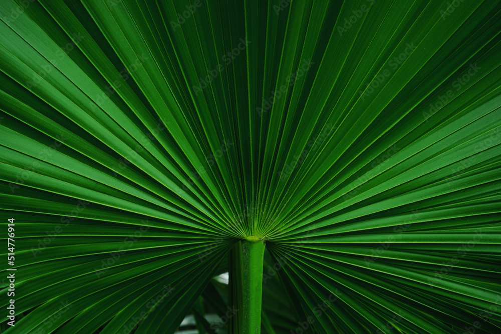 Obraz premium abstract green palm leaf texture, nature background, tropical leaf