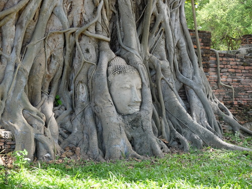 Head of a sandstone Buddha image entwined in the roots of a Bodhi tree., Wat Phra Mathathat, Ayutthaya, Thailand