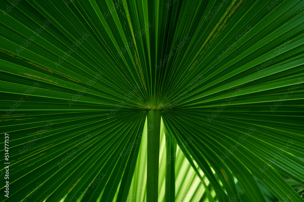 Fototapeta premium abstract green palm leaf texture, nature background, tropical leaf