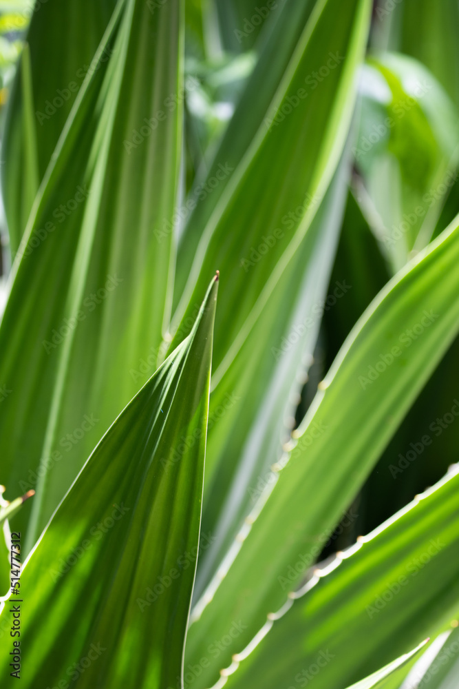 Beauty of Nature, curve of Fresh Green Leaf Beauty of Nature, curve of Fresh Green Leaf