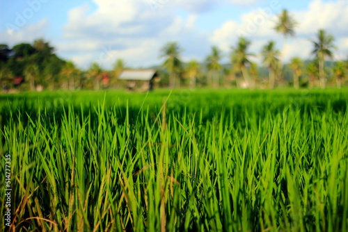 The vast expanse of beautiful rice fields with coconut trees in the middle of the rice fields, small cottages for resting and clear blue skies give an extraordinary impression.