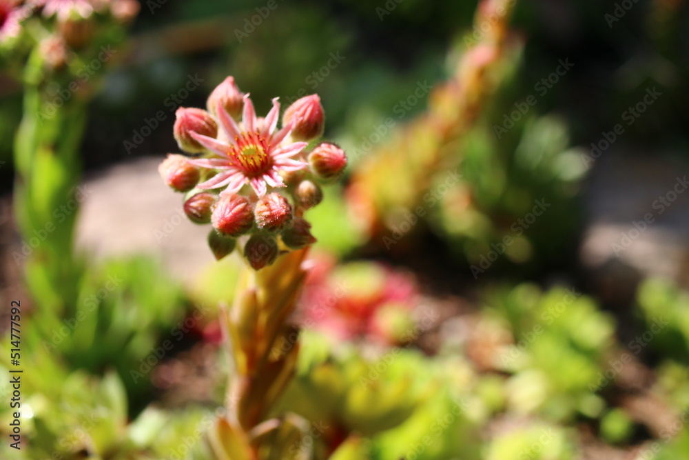 Fototapeta premium Sempervivum ARTISCHOCKE Rojnik Artischocke