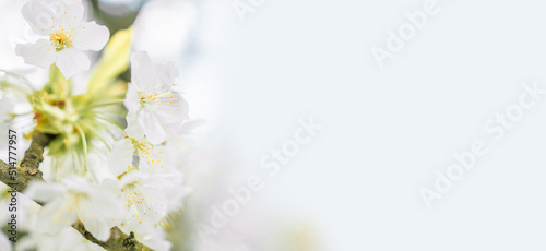 Blossoming tree branches with copy space banner spring time concept. 