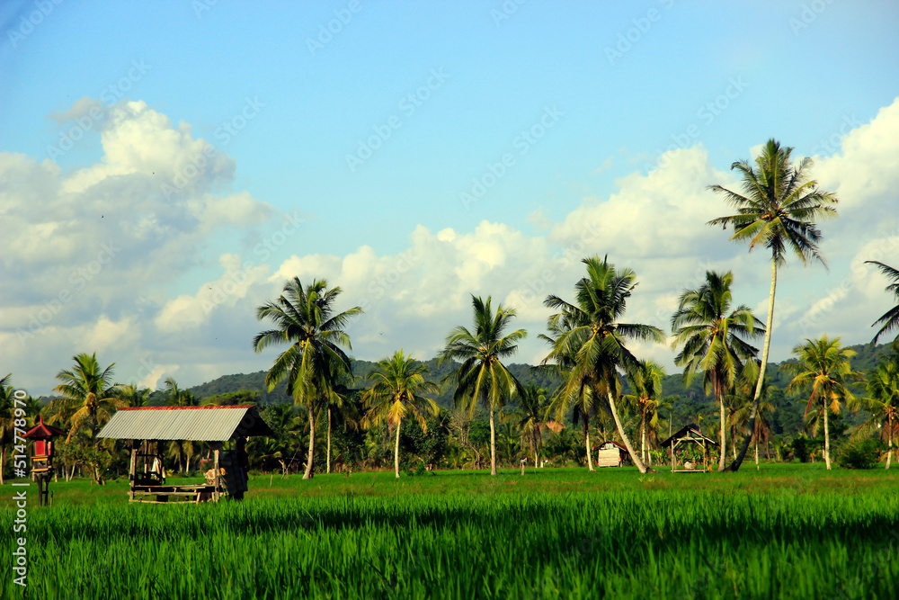 Fototapeta premium The vast expanse of beautiful rice fields with coconut trees in the middle of the rice fields, small cottages for resting and clear blue skies give an extraordinary impression.