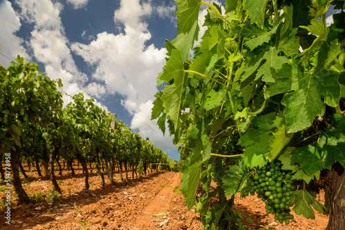 Weinberg in der Toskana im Sommer bei Wolken und blauem Himmel und roter Erde