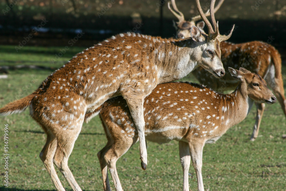 Fallow Deer mating, game farm, South Africa Fallow Deer mating, game farm, South Africa