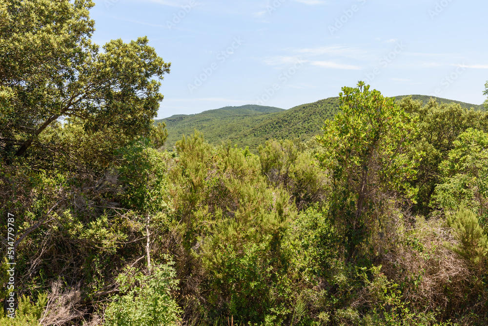 Blick durch Zweige auf Berge der Macchia della Magona