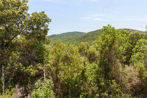Blick durch Zweige auf Berge der Macchia della Magona