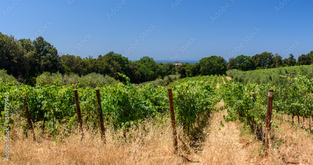 Weinberg in der Toskana bei Bolgheri im Sommer bei Wolken und blauem Himmel und Olivenbäume und Hügeln