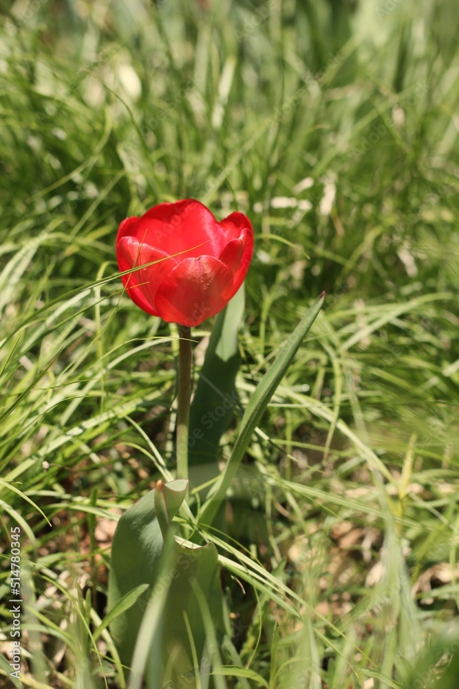 Obraz premium red poppy in the garden