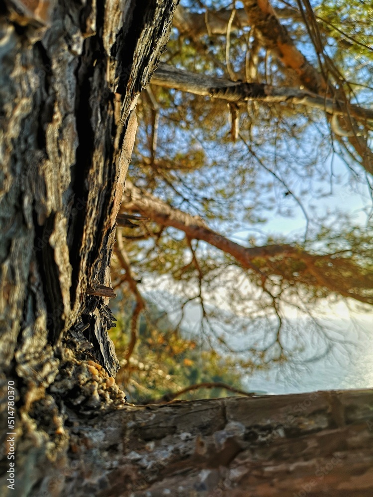 Fototapeta premium tree in the forest with background sea