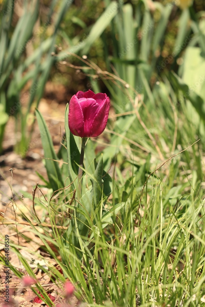Colorful spring tulips and flowers growing in the fields. Colorful spring tulips and flowers growing in the fields.