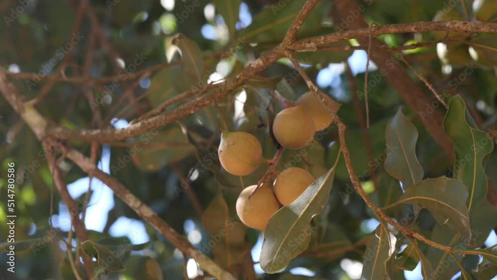 Farmer harvesting macadamia in the plant