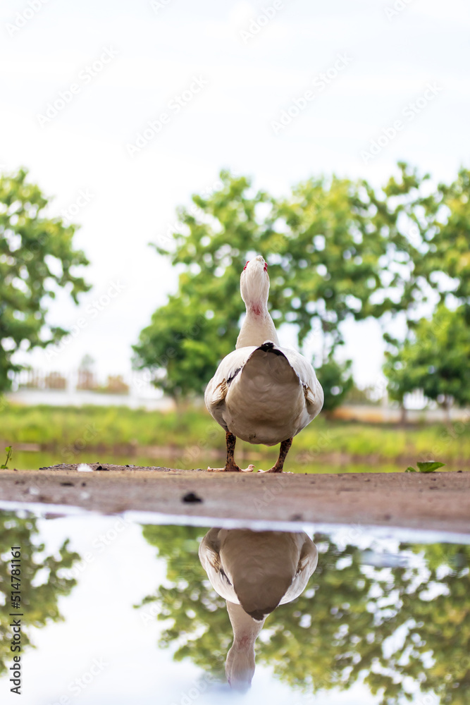 Fototapeta premium One male mallard duck, grooming himself at the side of the water, with autumn leaves floating around.