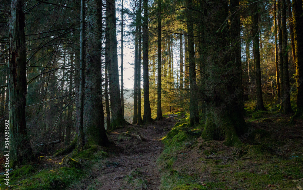 A path through a fir tree forest, Blaen-y-glyn, Brecon Beacons, Waterfall Country, Wales
