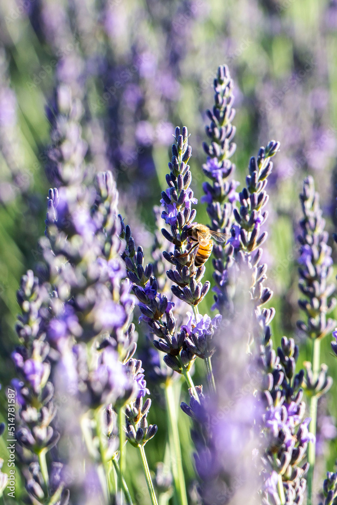 Naklejka premium Festa della lavanda Castelnuovo di Assisi