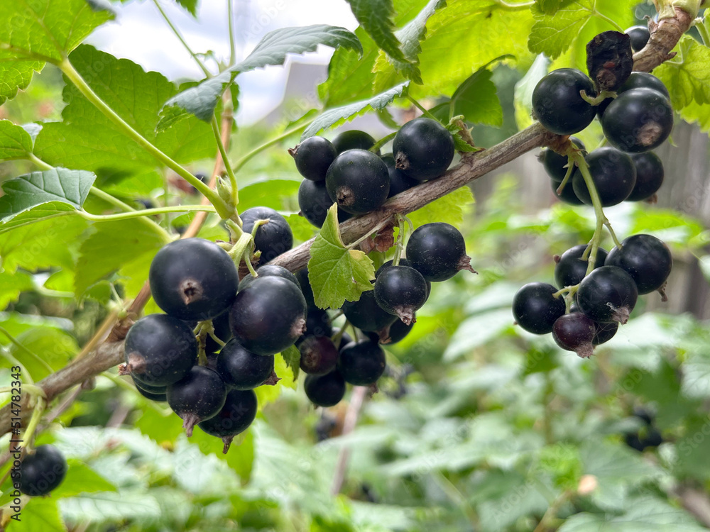 Black currant (Latin Ribes nigrum) is a deciduous shrub, a species of the genus Currant (Ribes) of the monotypic Gooseberry family (Grossulariaceae) Black currant (Latin Ribes nigrum) is a deciduous shrub, a species of the genus Currant (Ribes) of the monotypic Gooseberry family (Grossulariaceae)